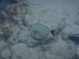 Blacktail Snapper, photographed in Hawaii