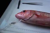 Ruby Snapper, photographed in Hawaii