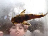 Frecklebelly Madtom, photographed in Alabama