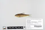 Greater Redhorse, photographed in Minnesota