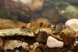 Mottled Sculpin, photographed in Tennessee