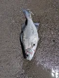 White Bass, photographed in Ontario