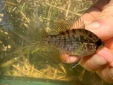 Bluespotted Sunfish, photographed in North Carolina