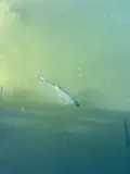 Tarpon, photographed in Florida
