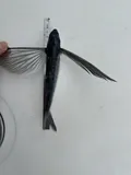 Cosmopolitan Flyingfish, photographed in Shefa