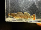 Lipstick Darter, photographed in Alabama