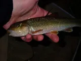 Bull Chub, photographed in Virginia