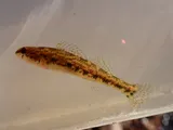Bandfin Darter, photographed in Kentucky