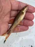 Longnose Dace, photographed in Pennsylvania