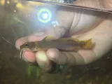 Black River Madtom, photographed in Missouri