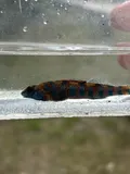 Speckled Darter, photographed in Alabama