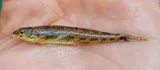 Glassy Darter, photographed in Maryland