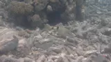Common Goatfish, photographed in Papua Barat
