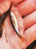 Brassy Minnow, photographed in Ontario