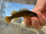 Caney Fork Darter, photographed in Tennessee