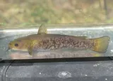 Snail Bullhead, photographed in Georgia
