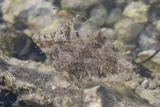 Fringed Filefish, photographed in Florida