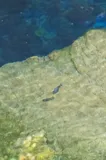 Devil's Hole Pupfish, photographed in Nevada