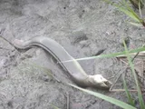 American Eel, photographed in Georgia