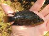 Salvin's Cichlid, photographed in Florida