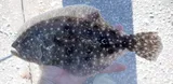 Gulf Flounder, photographed in Florida