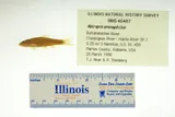 Orangefin Shiner, photographed in Alabama