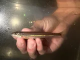 Stargazing Minnow, photographed in Tennessee