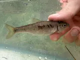 White Shiner, photographed in North Carolina