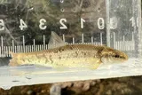 Highland Stoneroller, photographed in Arkansas