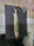 Lake Trout, photographed in Minnesota