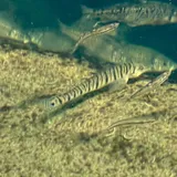 Ozark Logperch, photographed in Missouri