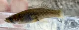 Mosquitofish, photographed in Arkansas