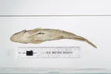 Klamath Largescale Sucker, photographed in Oregon