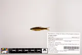 Coastal Shiner, photographed in Florida