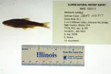 Ozark Minnow, photographed in Illinois