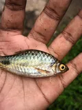 Black-spot Barb, photographed in Kerala