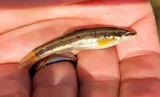 Eastern Blacknose Dace, photographed in District of Columbia