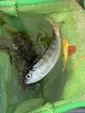Chinook Salmon, photographed in California