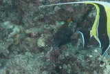 Lacefin Filefish, photographed in Hawaii