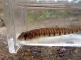 Mobile Logperch, photographed in Alabama