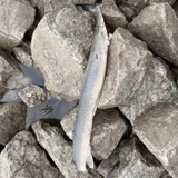 Shortnose Gar, photographed in Missouri