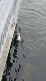 Striped Bass, photographed in Connecticut