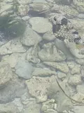 Smooth Trunkfish, photographed in Stann Creek