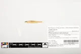 Riffle Minnow, photographed in Alabama