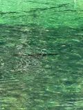 Longnose Gar, photographed in Florida