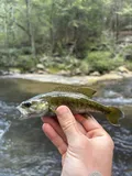Warrior Bass, photographed in Alabama
