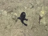 Striated Frogfish, photographed in New South Wales