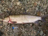 Broad Whitefish, photographed in Far Eastern District