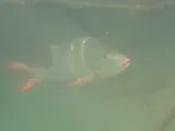 Colorado Snapper, photographed in Baja California Sur