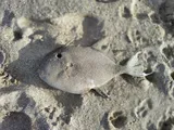 Gray Triggerfish, photographed in England